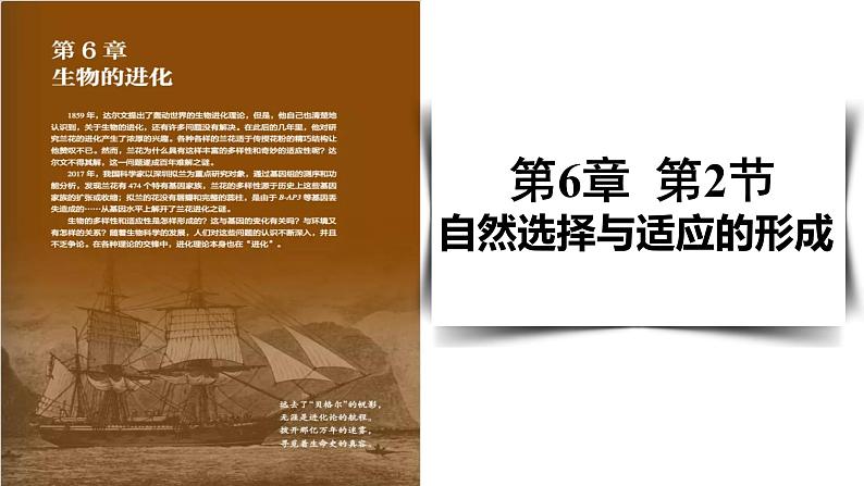 6.2自然选择与适应的形成课件-2021-2022学年高一下学期生物人教版（2019）必修2第1页