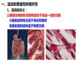 6.2自然选择与适应的形成课件-2021-2022学年高一下学期生物人教版（2019）必修2