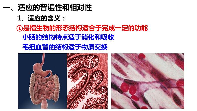 6.2自然选择与适应的形成课件-2021-2022学年高一下学期生物人教版（2019）必修2第3页