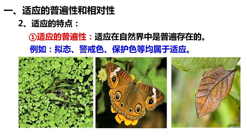 6.2自然选择与适应的形成课件-2021-2022学年高一下学期生物人教版（2019）必修2第5页