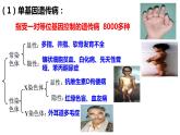 5.3人类遗传病课件-2021-2022学年高一下学期生物人教版（2019）必修2