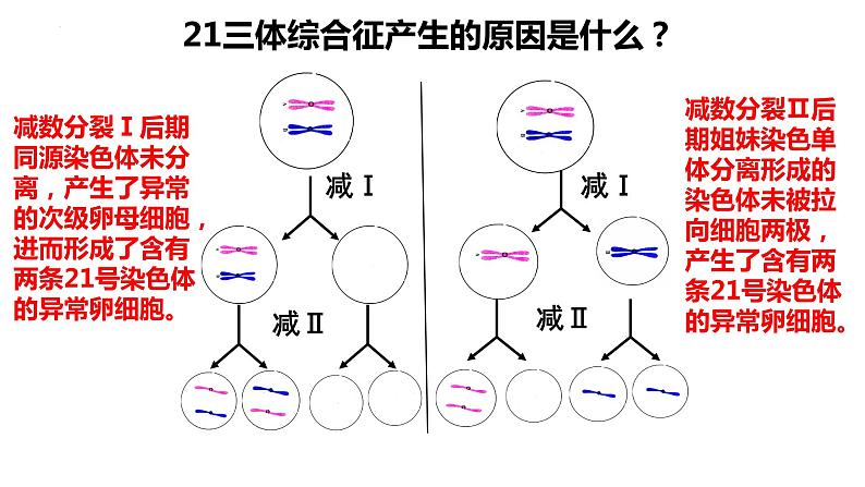 5.3人类遗传病课件-2021-2022学年高一下学期生物人教版（2019）必修206