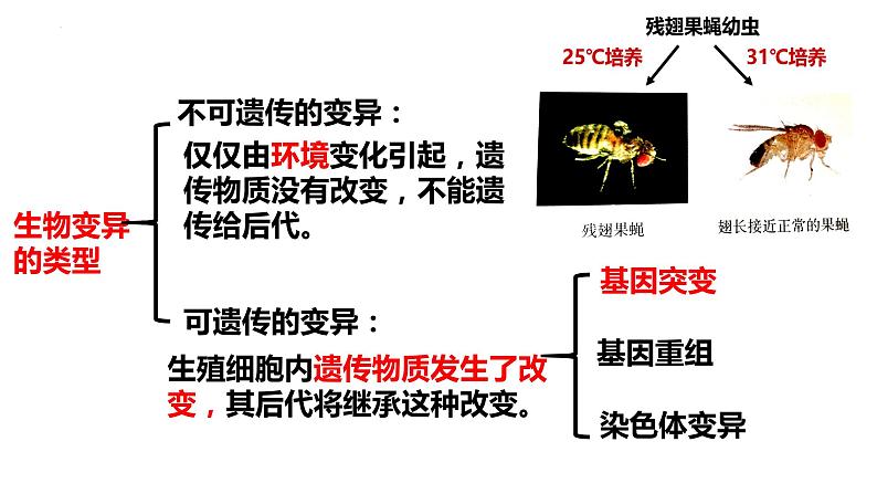 5.1基因突变和基因重组课件-2021-2022学年高一下学期生物人教版（2019）必修2第2页