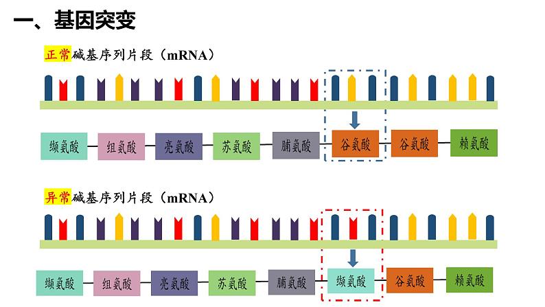 5.1基因突变和基因重组课件-2021-2022学年高一下学期生物人教版（2019）必修2第4页