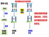 5.1基因突变和基因重组课件-2021-2022学年高一下学期生物人教版（2019）必修2