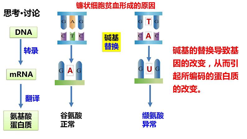 5.1基因突变和基因重组课件-2021-2022学年高一下学期生物人教版（2019）必修2第5页