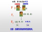 2.3伴性遗传课件2021-2022学年高一下学期生物人教版必修2