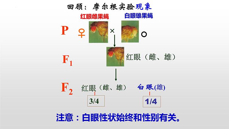 2.3伴性遗传课件2021-2022学年高一下学期生物人教版必修2第1页