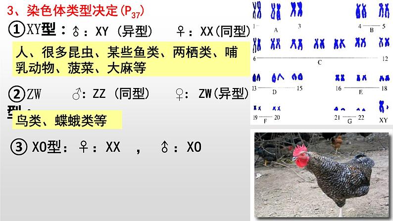 2.3伴性遗传课件2021-2022学年高一下学期生物人教版必修2第6页