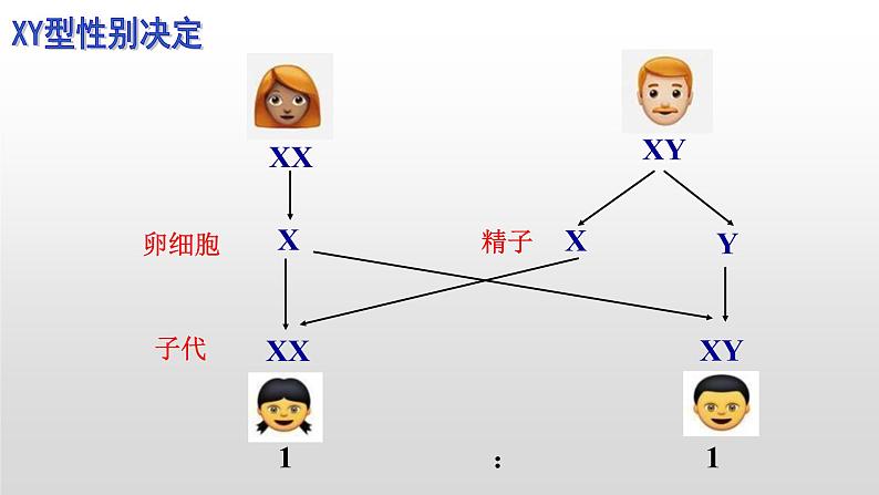 2.3伴性遗传课件2021-2022学年高一下学期生物人教版必修2第7页