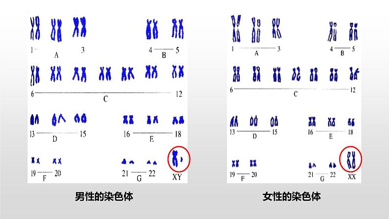 2.3伴性遗传课件2021-2022学年高一下学期生物人教版必修2第8页