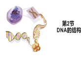 3.2DNA的结构课件-2021-2022学年高一下学期生物人教版（2019）必修2