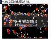 3.2DNA的结构课件-2021-2022学年高一下学期生物人教版（2019）必修2