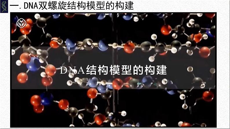 3.2DNA的结构课件-2021-2022学年高一下学期生物人教版（2019）必修2第4页