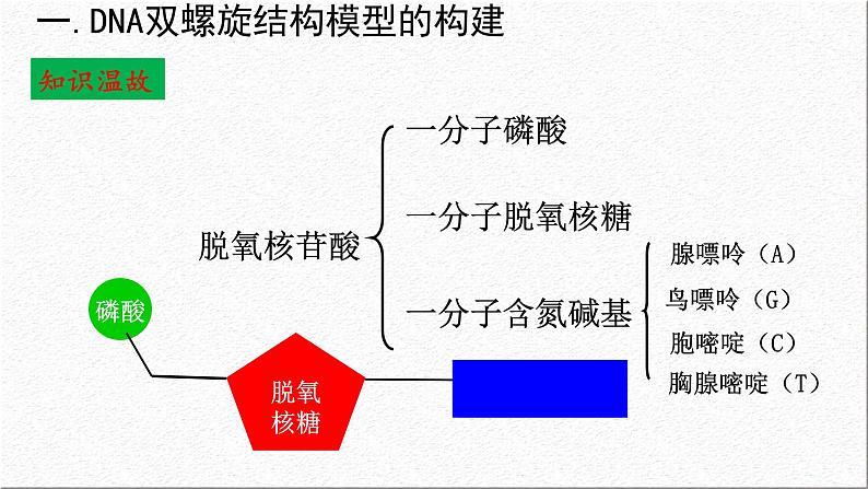 3.2DNA的结构课件-2021-2022学年高一下学期生物人教版（2019）必修2第6页