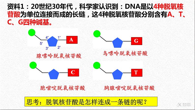 3.2DNA的结构课件-2021-2022学年高一下学期生物人教版（2019）必修2第7页