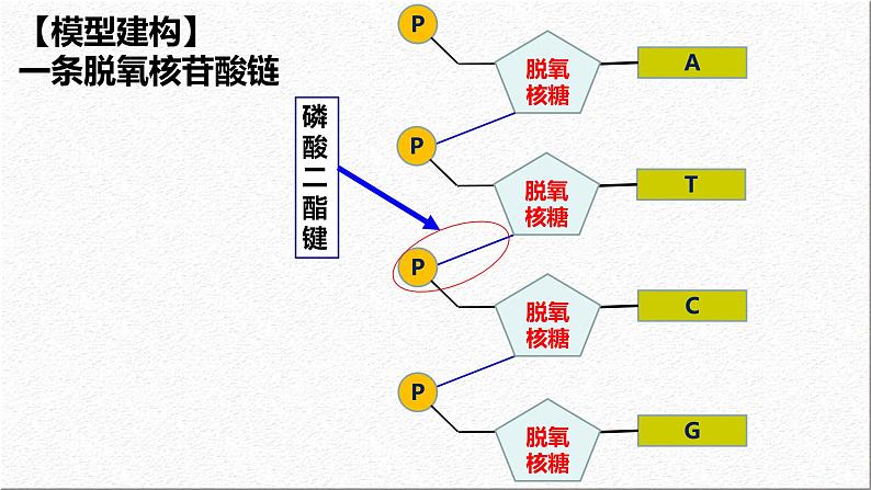 3.2DNA的结构课件-2021-2022学年高一下学期生物人教版（2019）必修2第8页