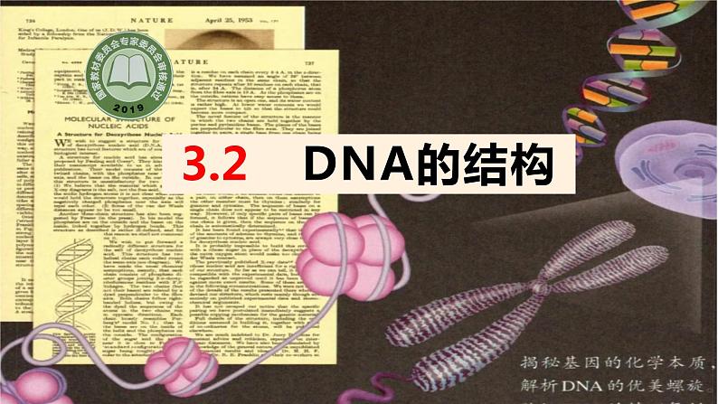 3.2DNA的结构课件2021-2022学年高一下学期生物人教版必修2第1页