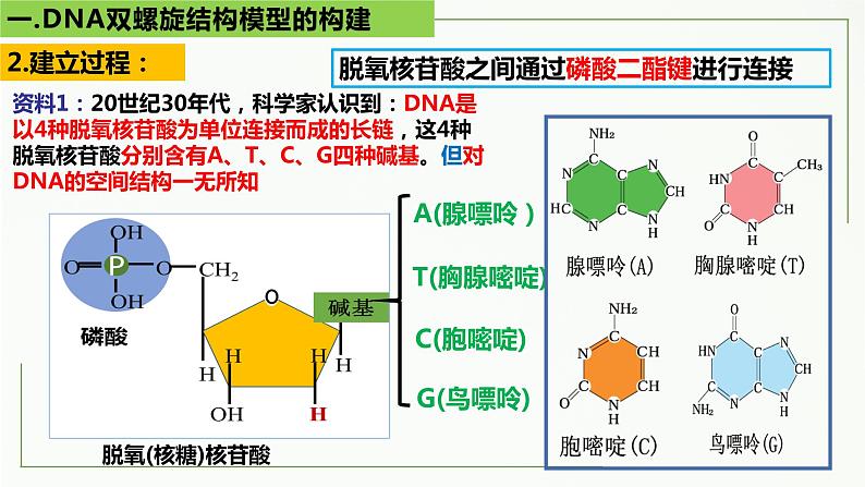 3.2DNA的结构课件2021-2022学年高一下学期生物人教版必修2第7页