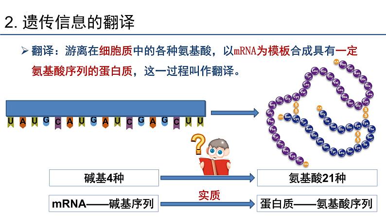 4.1.2基因指导蛋白质的合成课件2021-2022学年高一下学期生物人教版必修2第2页