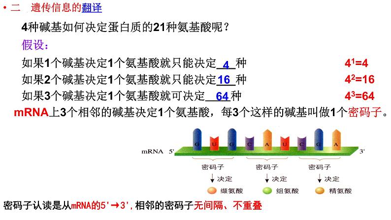 4.1.2基因指导蛋白质的合成课件2021-2022学年高一下学期生物人教版必修2第3页