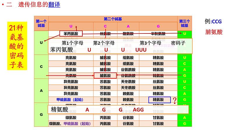 4.1.2基因指导蛋白质的合成课件2021-2022学年高一下学期生物人教版必修2第4页