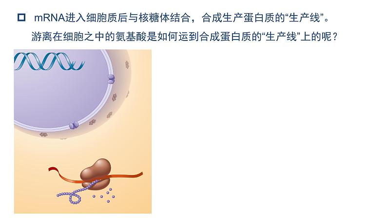 4.1.2基因指导蛋白质的合成课件2021-2022学年高一下学期生物人教版必修2第8页