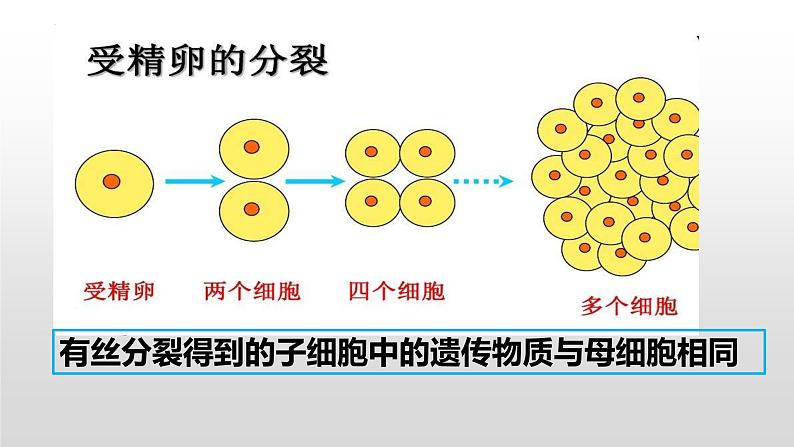 3.3DNA的复制课件2021-2022学年高一下学期生物人教版必修201