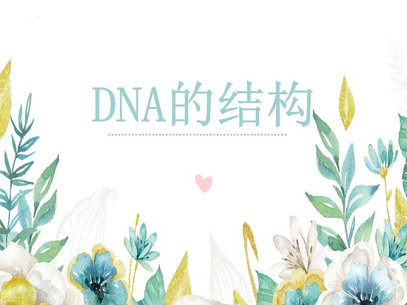 3.2DNA的结构课件-2021-2022学年高一下学期生物人教版（2019）必修2 (1)第2页