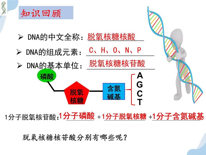 3.2DNA的结构课件-2021-2022学年高一下学期生物人教版（2019）必修2 (1)第4页