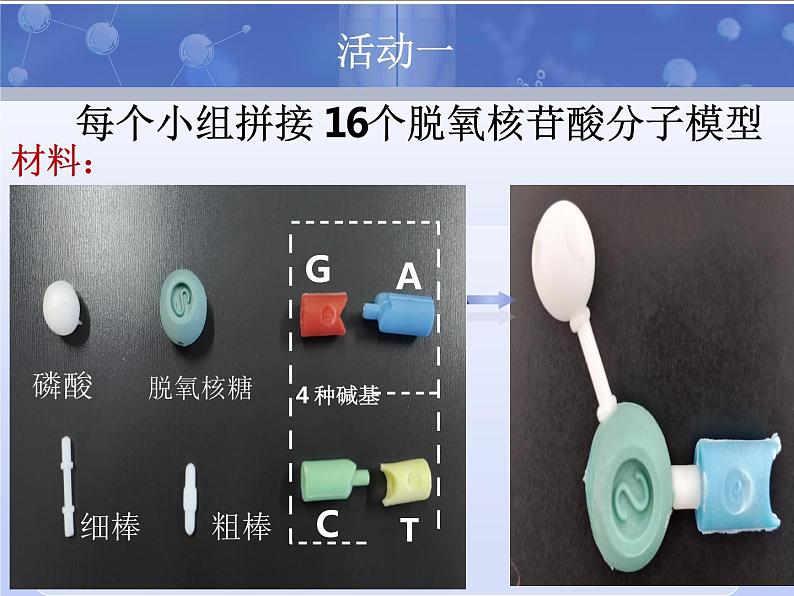 3.2DNA的结构课件-2021-2022学年高一下学期生物人教版（2019）必修2 (1)第5页