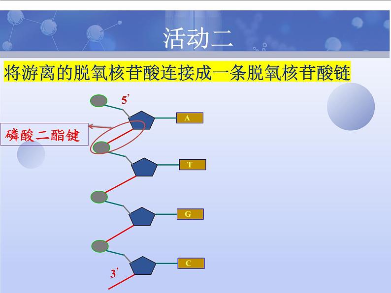 3.2DNA的结构课件-2021-2022学年高一下学期生物人教版（2019）必修2 (1)第6页