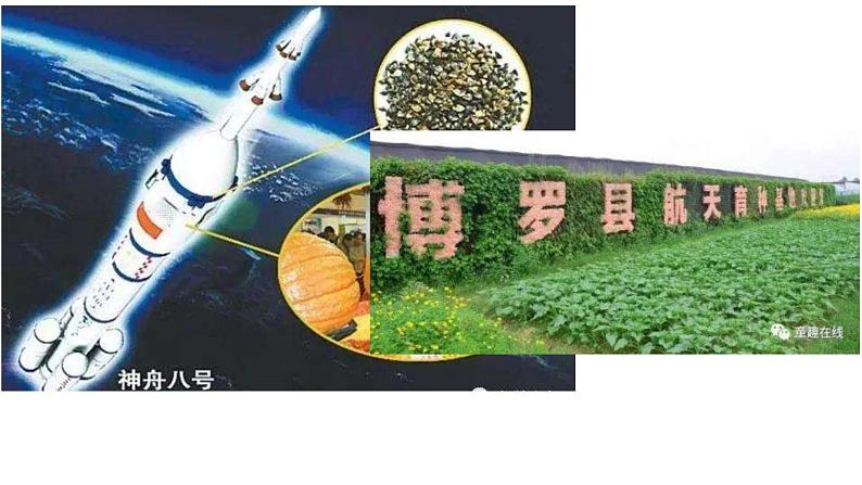 5.1基因突变和基因重组课件2021-2022学年高一下学期生物人教版必修2第2页