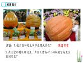 5.1基因突变和基因重组课件2021-2022学年高一下学期生物人教版必修2