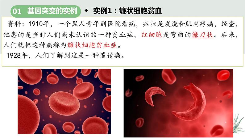 5.1基因突变和基因重组课件2021-2022学年高一下学期生物人教版必修2第4页