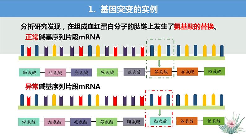 5.1基因突变和基因重组课件2021-2022学年高一下学期生物人教版必修2第5页