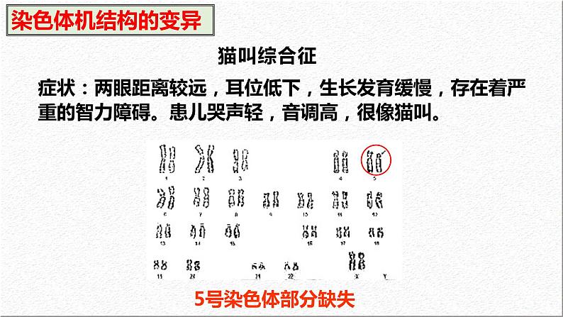 5.2染色体变异 第2课时 课件-2021-2022学年高一下学期生物人教版（2019）必修2第6页