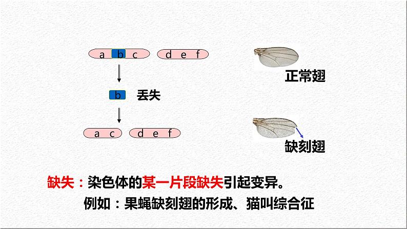 5.2染色体变异 第2课时 课件-2021-2022学年高一下学期生物人教版（2019）必修2第7页