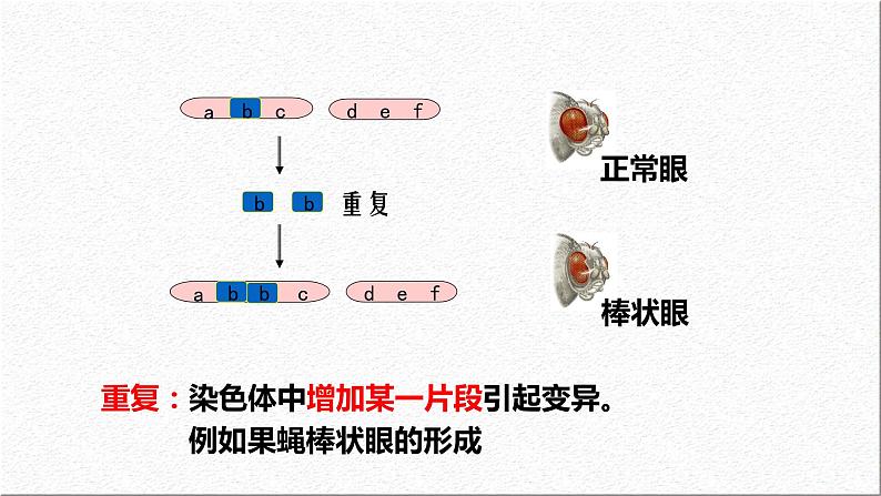 5.2染色体变异 第2课时 课件-2021-2022学年高一下学期生物人教版（2019）必修2第8页