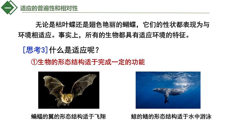 6.2自然选择与适应的形成课件2021-2022学年高一下学期生物人教版必修2第6页