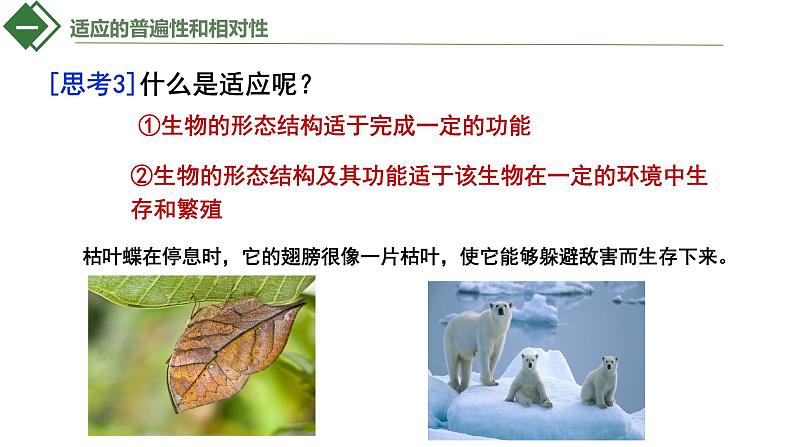 6.2自然选择与适应的形成课件2021-2022学年高一下学期生物人教版必修2第7页