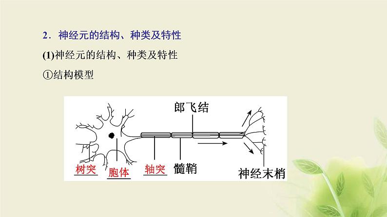 浙科版高中生物选择性必修1第二章神经调节第一节神经系统是神经调节的结构基础第二节神经冲动的产生和传导课件06