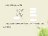 浙科版高中生物选择性必修1第二章神经调节第三节人体通过神经调节对刺激做出反应课件