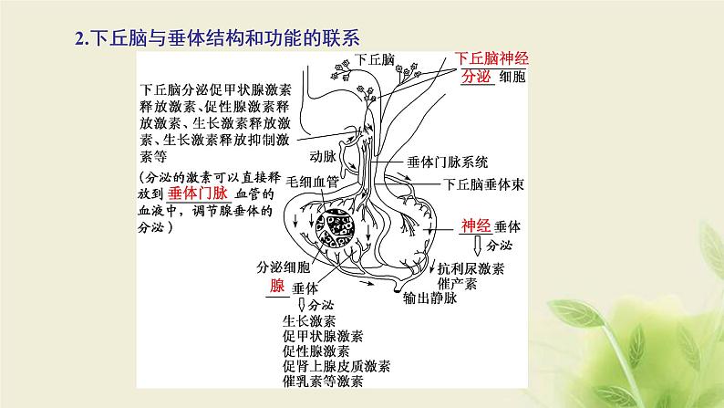 浙科版高中生物选择性必修1第三章体液调节第二节神经系统通过下丘脑控制内分泌系统课件04