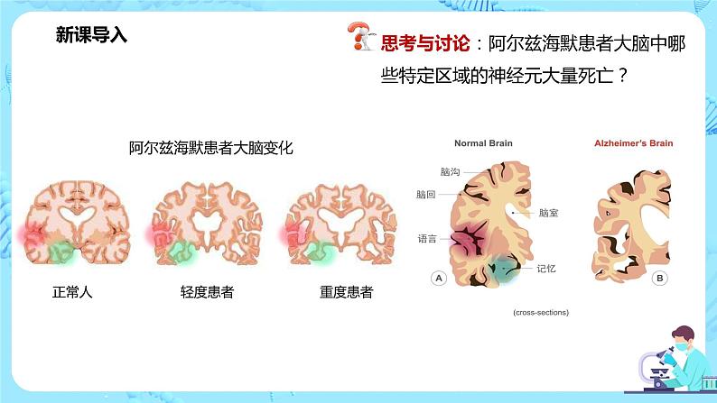 第五节《人脑的高级功能》课件+教案04