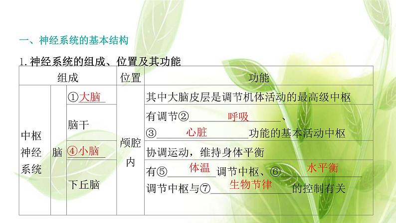 新人教版高中生物选择性必修第一册第2章神经调节第1节神经调节的结构基础课件04