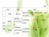 新人教版高中生物选择性必修第一册第2章神经调节第1节神经调节的结构基础课件