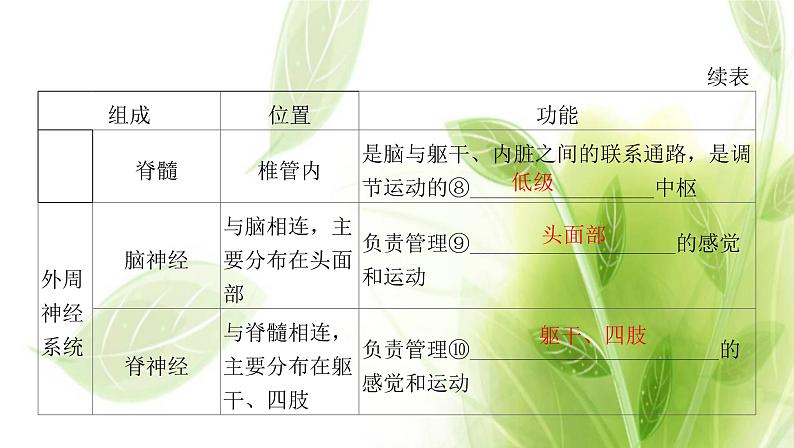 新人教版高中生物选择性必修第一册第2章神经调节第1节神经调节的结构基础课件05