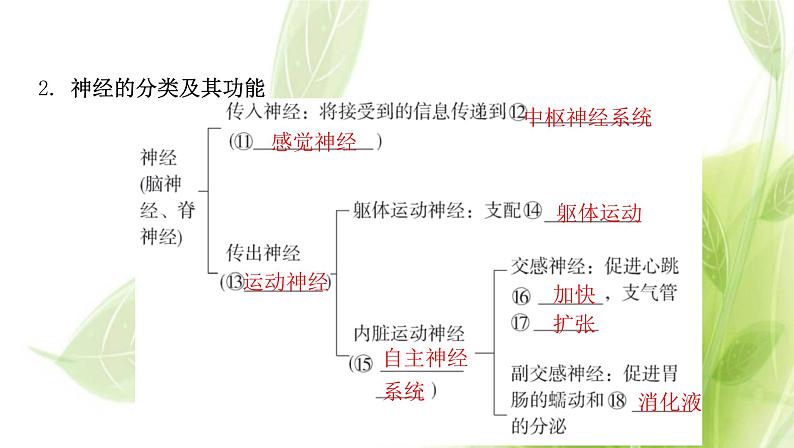 新人教版高中生物选择性必修第一册第2章神经调节第1节神经调节的结构基础课件06