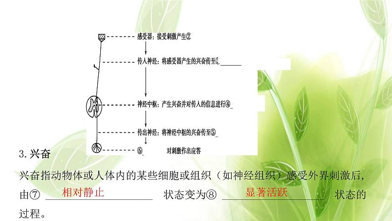 新人教版高中生物选择性必修第一册第2章神经调节第2节神经调节的基本方式课件04